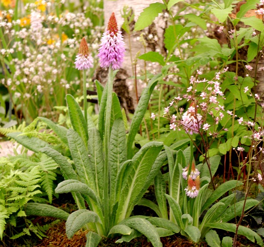 Primula vialii / Orchidinė raktažolė 